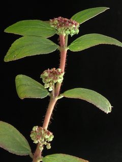 Chamaesyce hirta, branch and leaves