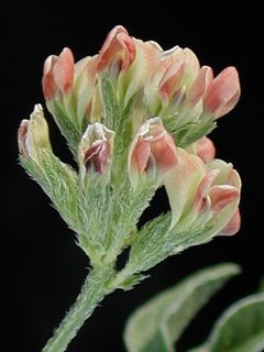 Psoralea rhombifolia
