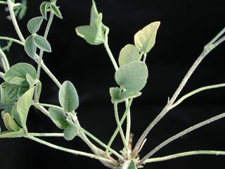 Psoralea rhombifolia, stem