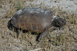 Gopherus polyphemus, gopher tortoise