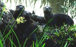 Lontra canadensis, river otter
