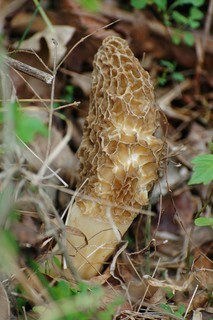 Morchella esculenta, Morel Mushroom