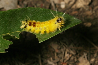 Halysidota schausi, larva