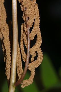 Osmunda japonica, fertile branch