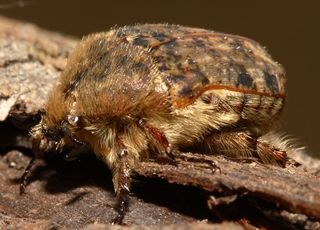 Euphoria inda, Bumble flower beetle