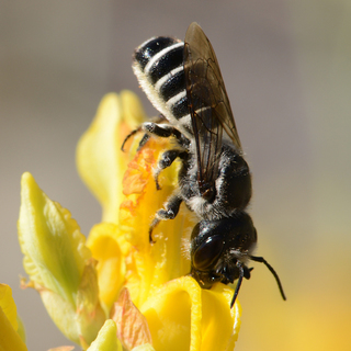 Megachile davidsoni, female