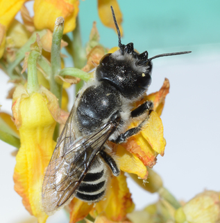 Megachile davidsoni, female dorsal