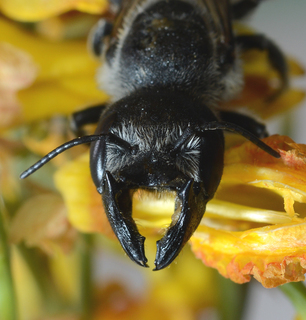 Megachile davidsoni, female mandibles