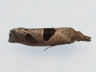 Eucosma dorsisignatana, Triangle-backed Eucosma Moth
