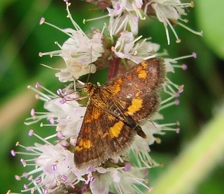 Pyrausta orphisalis, Orange Mint Moth