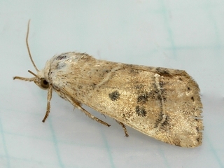 Cosmia calami, American Dun-bar Moth