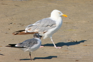 Larus atricilla, Larus argentatus, Laughing gull, Herring gull