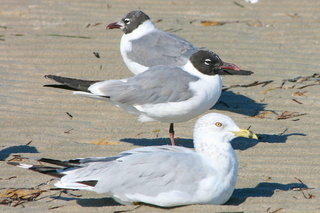 Larus atricilla, 2, Larus delawarensis, Laughing gull, Ring-billed gull