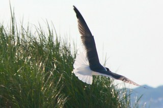 Larus atricilla, Laughing gull