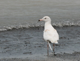 Larus hyperboreus, Glaucous gull, immature