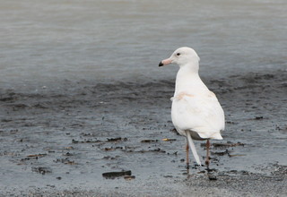 Larus hyperboreus, Glaucous gull, immature