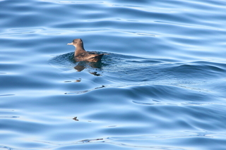 Puffinus griseus, Sooty shearwater