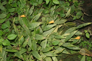 Sobralia crocea ABG Cultivation