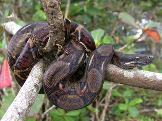 Boa constrictor
