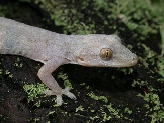 Hemidactylus frenatus, close