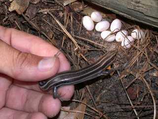 Plestiodon laticeps, female w eggs