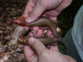 Plestiodon laticeps, male and female