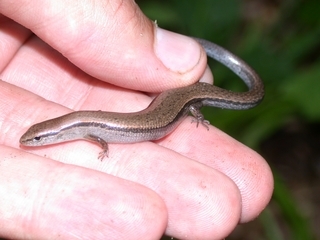 Scincella lateralis, in hand