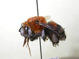 Habropoda oraniensis, female