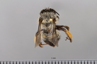 Anthophora rubricrus, female
