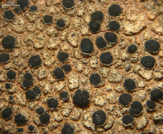 Porpidia macrocarpa