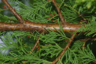 Calocedrus decurrens, California Incense Cedar, Branching