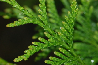 Calocedrus decurrens, California Incense Cedar, Leaf Tip Upper