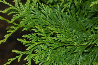 Calocedrus decurrens, California Incense Cedar, Leaf Upper