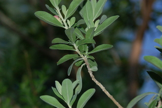 Leucophyllum frutescens Green cloud, Texas sage, flower arrangement