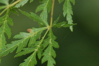 Acer palmatum, var Seiryu, Japanese maple