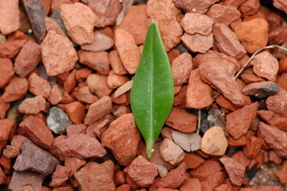 Buxus sempervirens, Boxwood, leaf upper