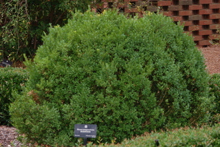Buxus sempervirens, Boxwood, plant