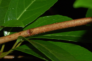 Viburnum odoratissimum, var Awabuki, Awabuki viburnum, branch