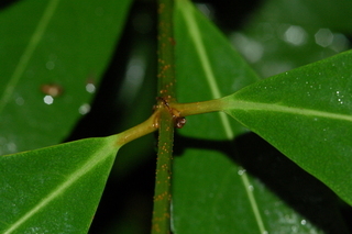 Viburnum odoratissimum, var Awabuki, Awabuki viburnum, branching