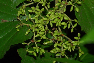 Viburnum odoratissimum, var Awabuki, Awabuki viburnum, buds