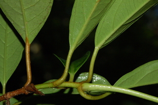 Viburnum odoratissimum, var Awabuki, Awabuki viburnum, leaf base under