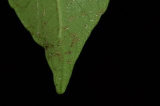 Viburnum odoratissimum, var Awabuki, Awabuki viburnum, leaf tip under