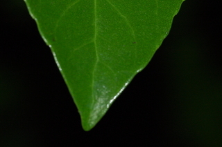 Viburnum odoratissimum, var Awabuki, Awabuki viburnum, leaf tip upper