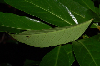 Viburnum odoratissimum, var Awabuki, Awabuki viburnum, leaf under
