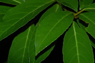 Viburnum odoratissimum, var Awabuki, Awabuki viburnum, leaf upper