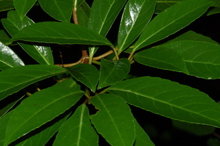 Viburnum odoratissimum, var Awabuki, Awabuki viburnum, plant