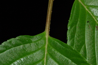 Viburnum plicatum, var Mary Milton, Japanese snowball viburnum, leaf base upper