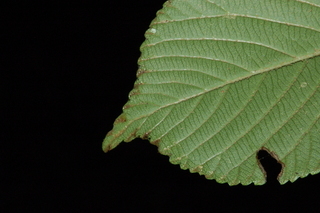 Viburnum plicatum, var Mary Milton, Japanese snowball viburnum, leaf tip under