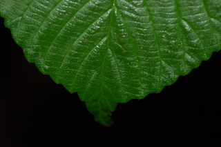 Viburnum plicatum, var Mary Milton, Japanese snowball viburnum, leaf tip upper