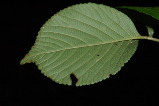 Viburnum plicatum, var Mary Milton, Japanese snowball viburnum, leaf under